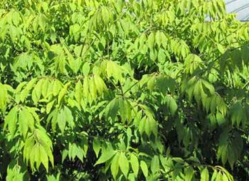 euonymus-alatus
