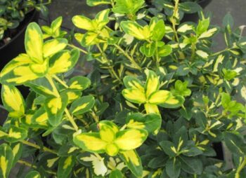 EUONYMUS BLONDY