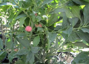EUONYMUS EUROPAEUS