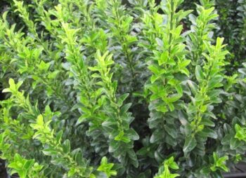 EUONYMUS JAP. JEAN HUGHES