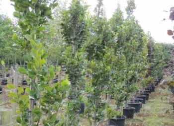 FAGUS SYL. DAWYCK 200-250