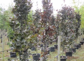 FAGUS SYL. DAWYCK PURPLE 200-250