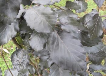 FAGUS SYLVATICA RIVERSII 200-250