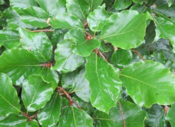 FAGUS SYLVATICA 6-8