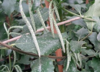 GARRYA ELIPTICA  (TRELLIS)