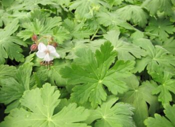 GERANIUM MAC. SPESSART