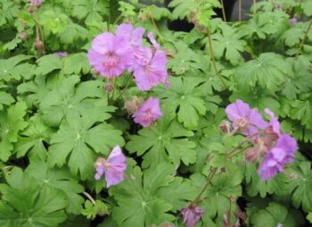 GERANIUM MACRORRHIZUM