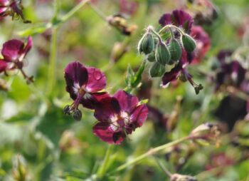 GERANIUM PH. RAVEN