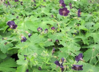 GERANIUM PH. SAMABOR