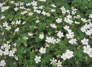 GERANIUM PH. ALBUM