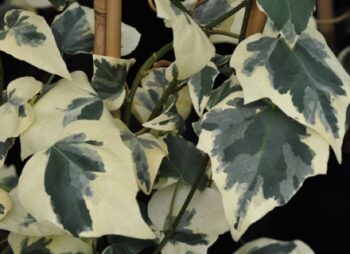 HEDERA COL.DENT.VARIEGATA