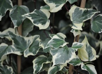 HEDERA GLOIRE DE MARENGO