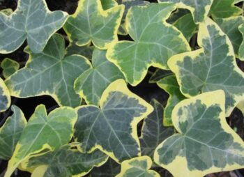 HEDERA GOLD CHILD