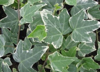 HEDERA HEL. ESTER