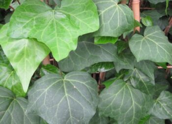 HEDERA HELIX HIBERNICA