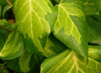 HEDERA COL. SULPHUR HEART (TRELLIS)