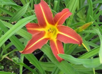 HEMEROCALLIS BLACK PRINCE