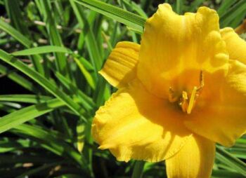 HEMEROCALLIS STELLA DORO