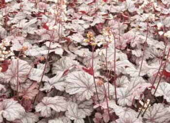 HEUCHERA SHANGHAI