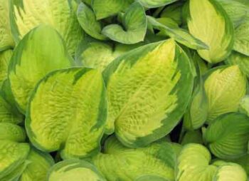 HOSTA GOLD STANDARD