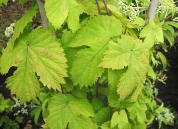 HUMULUS LUP. GOLDEN TASSELS