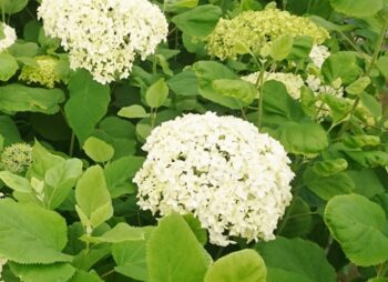 HYDRANGEA ANNABELLE