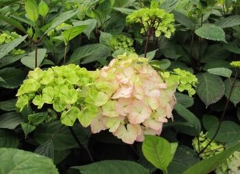 HYDRANGEA SERR. PREZIOSA