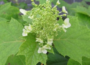 HYDRANGEA QUERCIFOLIA