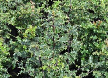 ILEX AQUIFOLIUM ALASKA