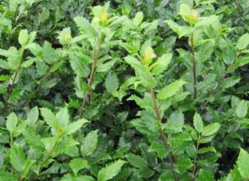 ILEX BLUE PRINCE