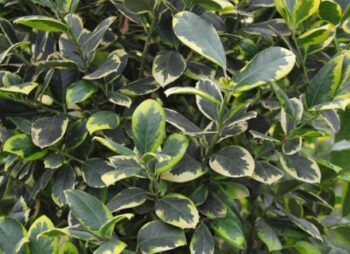 ILEX GOLDEN KING 120-150