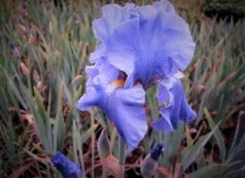 IRIS GER. EMPRESS OF INDIA
