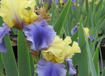 IRIS GER. EDITH WOOLFORD
