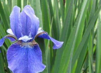 IRIS SIB. REGENCY BELLE
