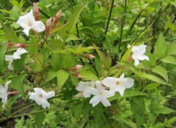 JASMINUM OFFICINALE