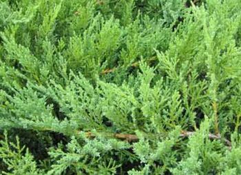 JUNIPERUS TAMARISCIFOLIA