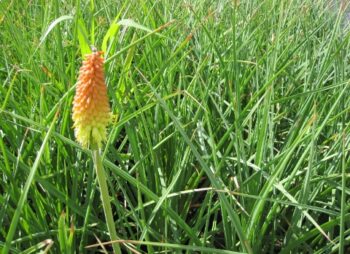 KNIPHOFIA ROYAL STANDARD