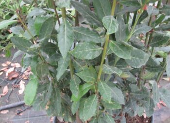 LAURUS NOBILIS 150-200