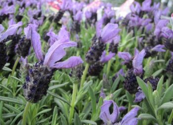 LAVANDULA STOECHAS