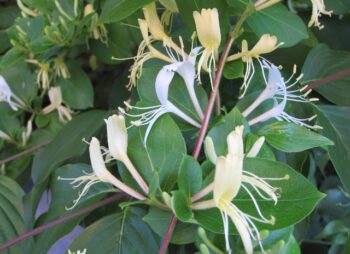 LONICERA HALLIANA