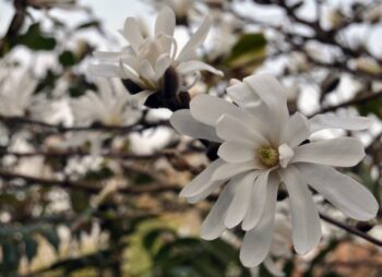 MAGNOLIA STELLATA