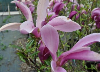 MAGNOLIA SUSAN