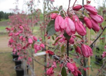 MALUS MOKUM 6-8