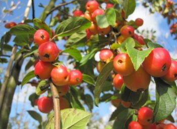 MALUS RED SENTINEL 8-10