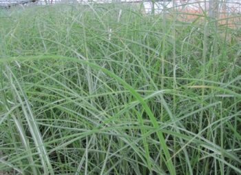 MISCANTHUS FERNER OSTEN