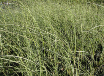 MISCANTHUS MORNING LIGHT