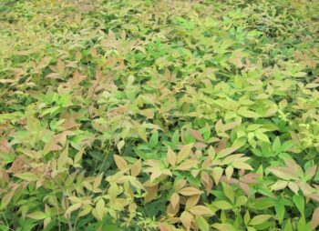 NANDINA DOMESTICA FIREPOWER