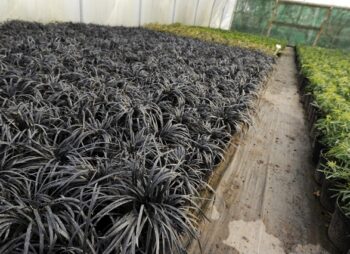 OPHIOPOGON PLAN. NIGRESCENS