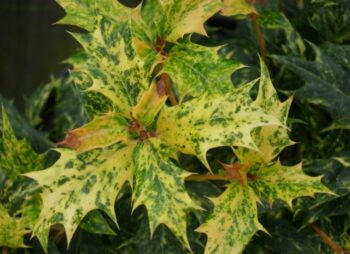 OSMANTHUS HET. GOSHIKI