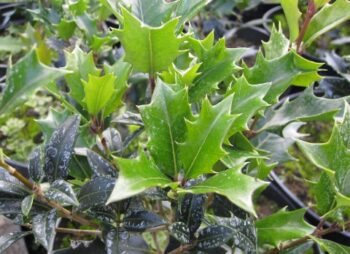 OSMANTHUS HETEROPHYLLUS